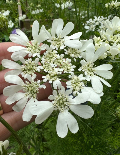 Annuals