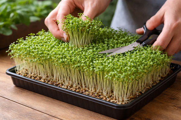 Microgreens