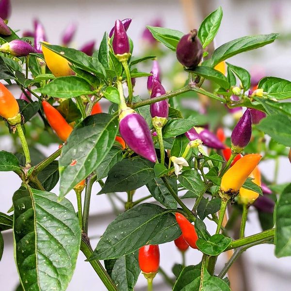 Chillies and peppers