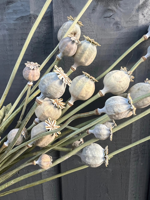 Seed heads