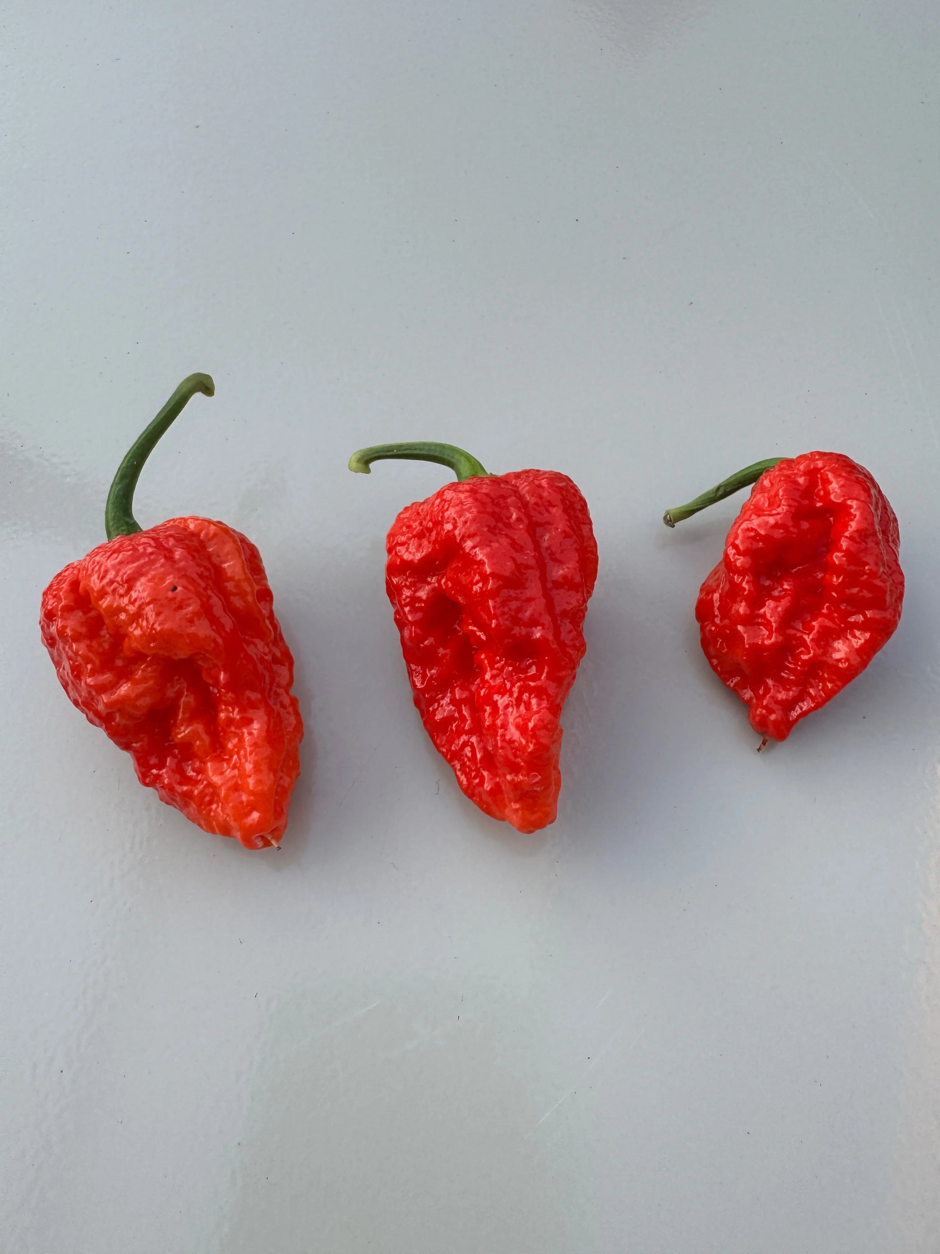 Bhutlah Red Chilli - Bishy Barnabees Cottage Garden Ltd