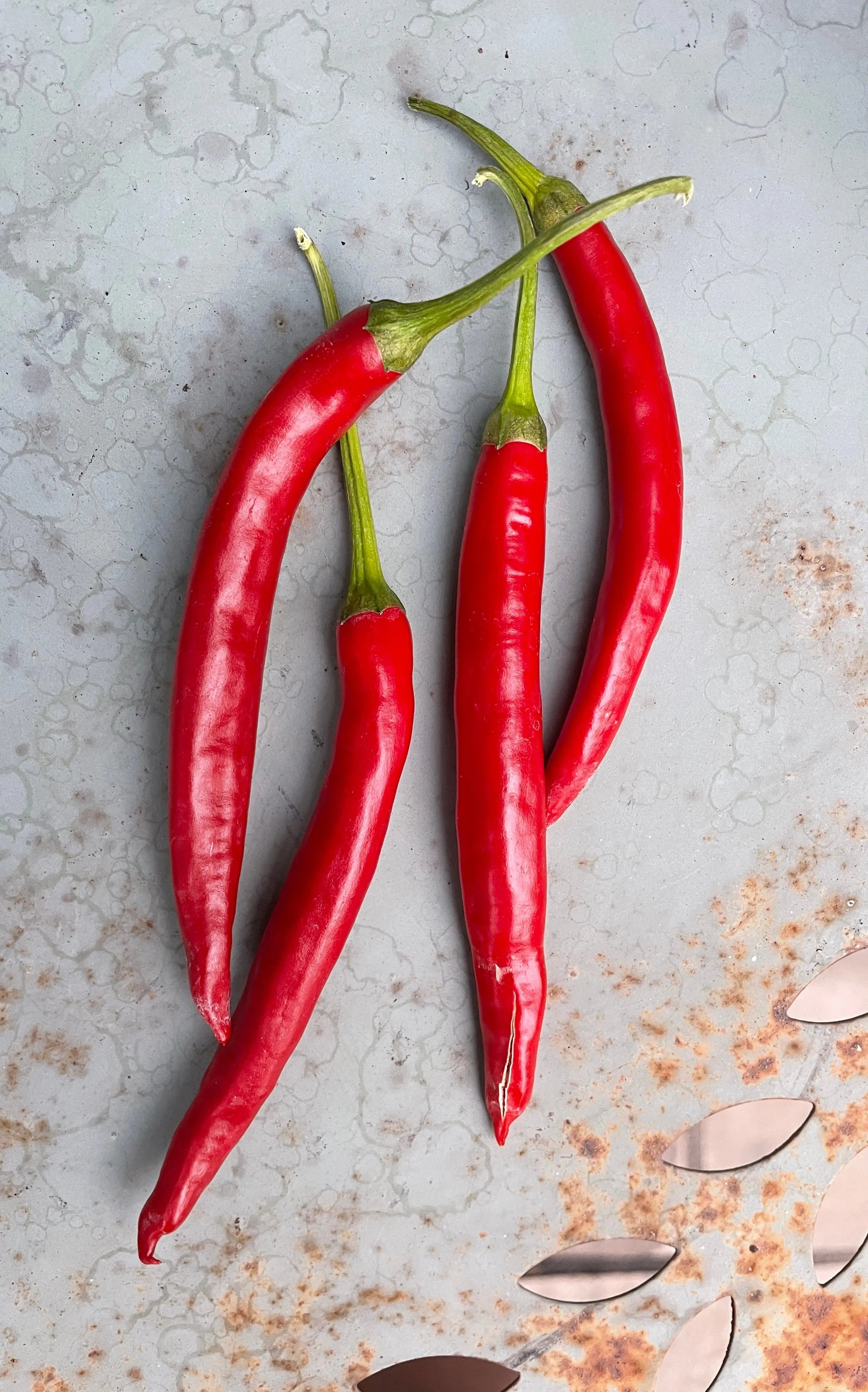 Teja Chilli - Bishy Barnabees Cottage Garden Ltd
