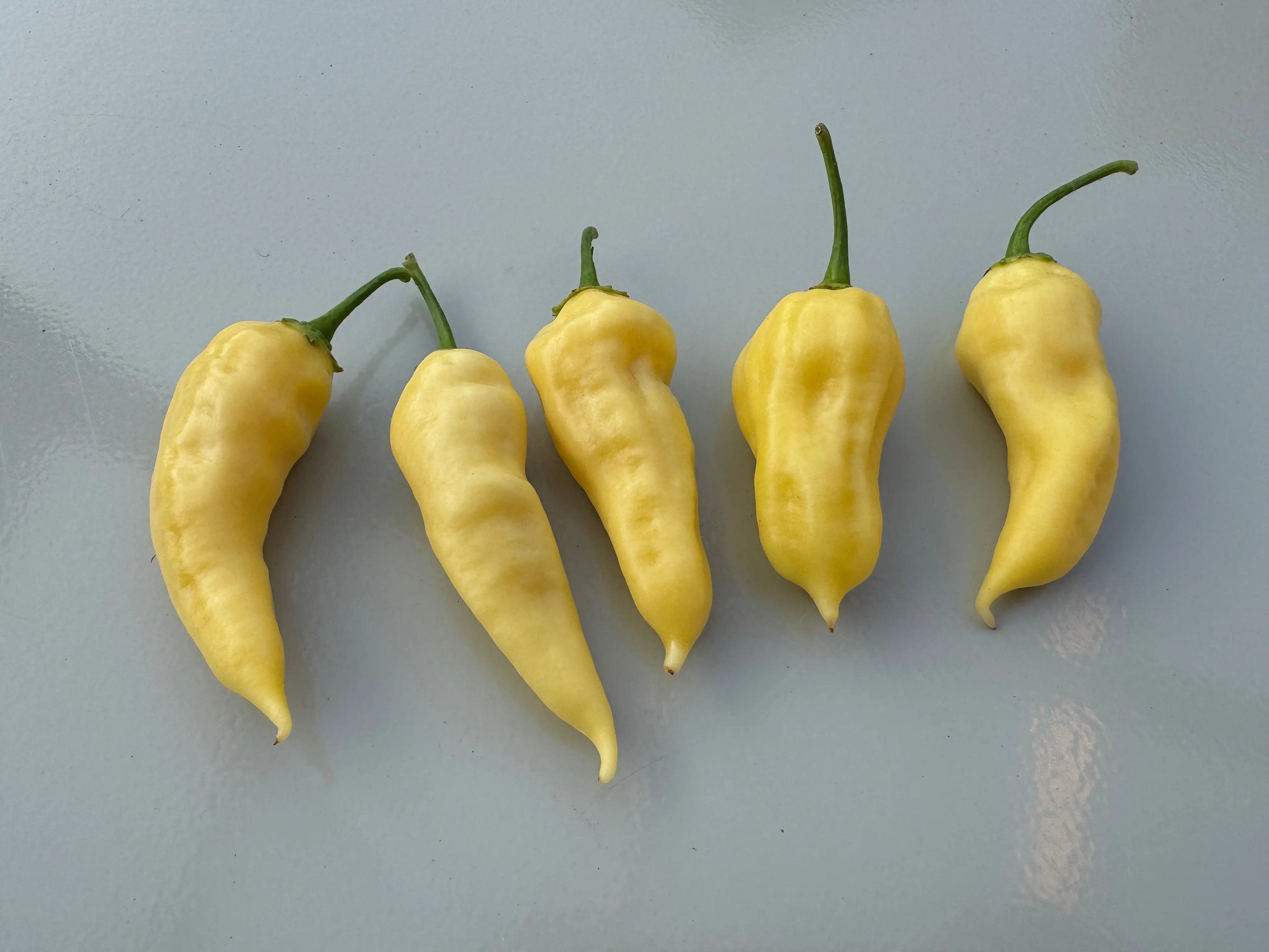 Bhut Jolokia White Heat Chilli - Bishy Barnabees Cottage Garden Ltd