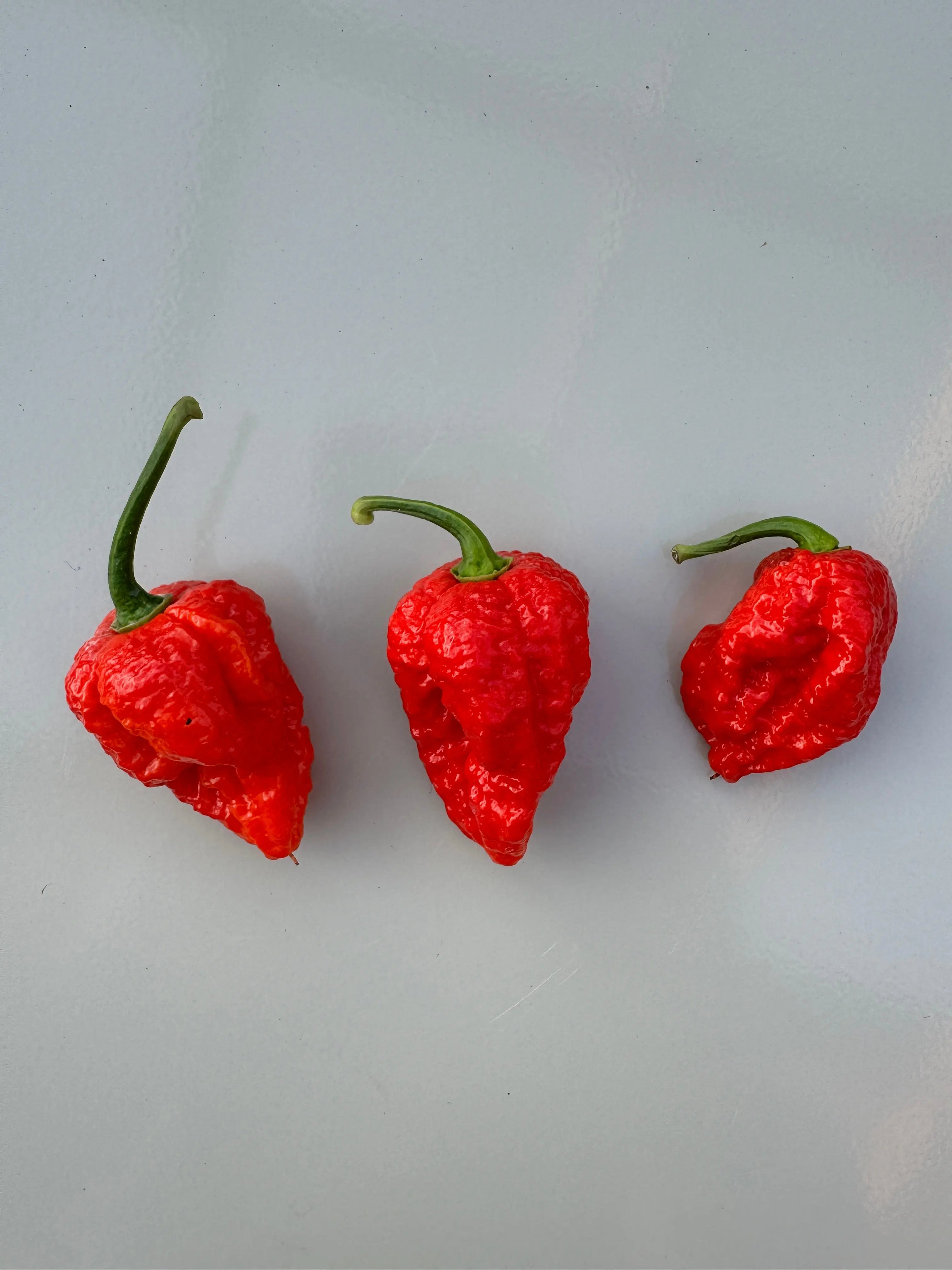 Bhutlah Red Chilli - Bishy Barnabees Cottage Garden Ltd