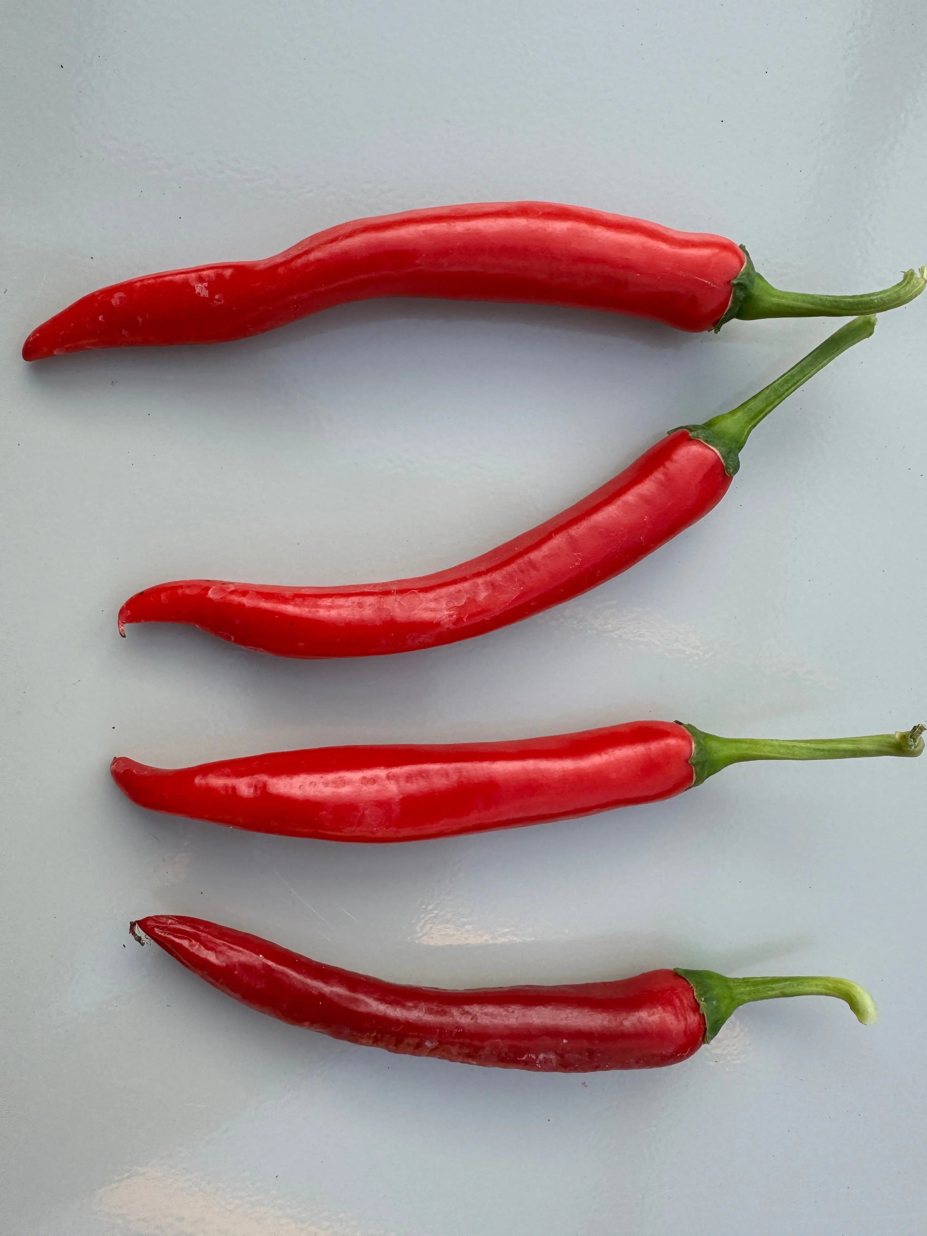 XL Cheyenne Mutant Chilli - Bishy Barnabees Cottage Garden Ltd