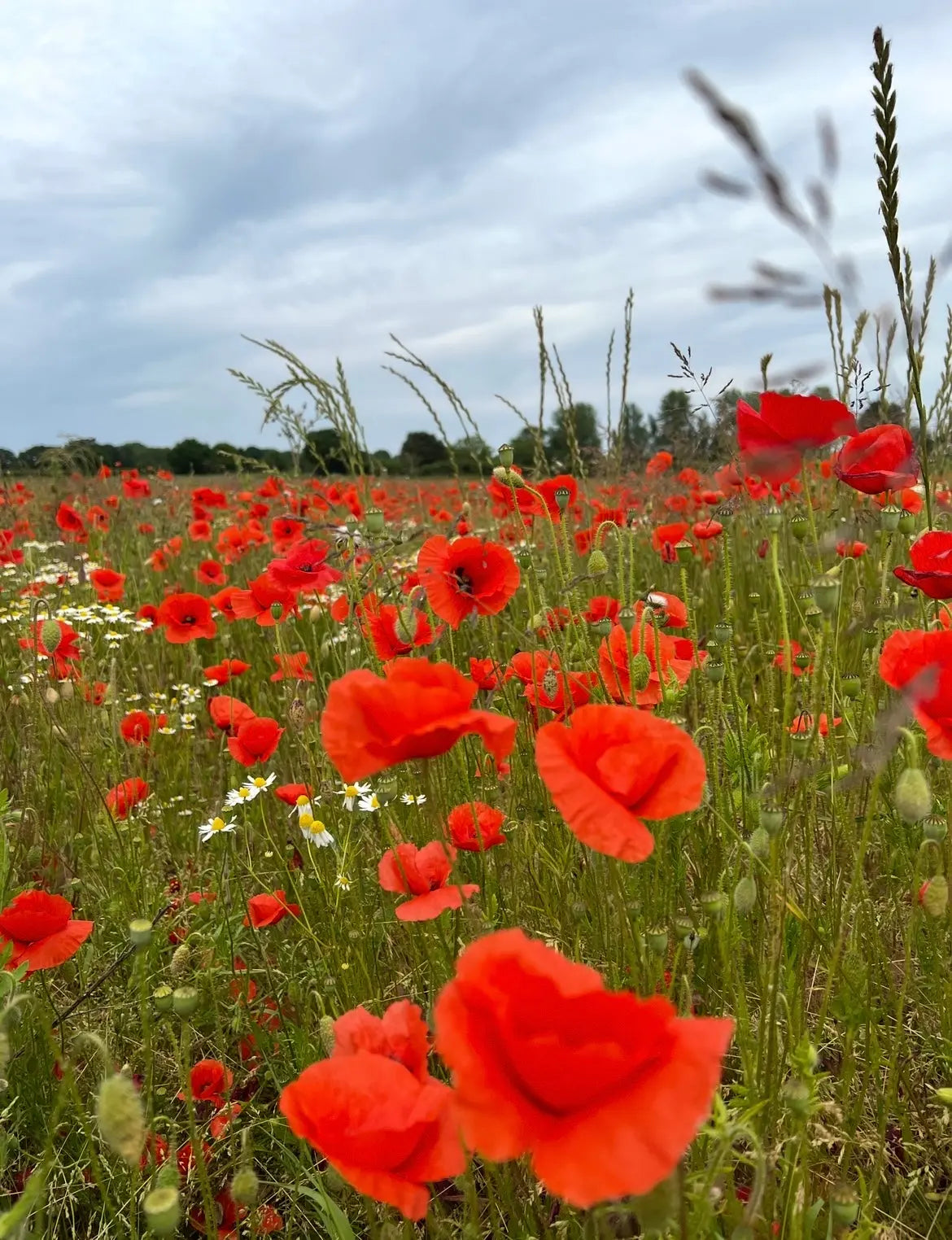 Poppy Flanders Red - Bishy Barnabees Cottage Garden Ltd