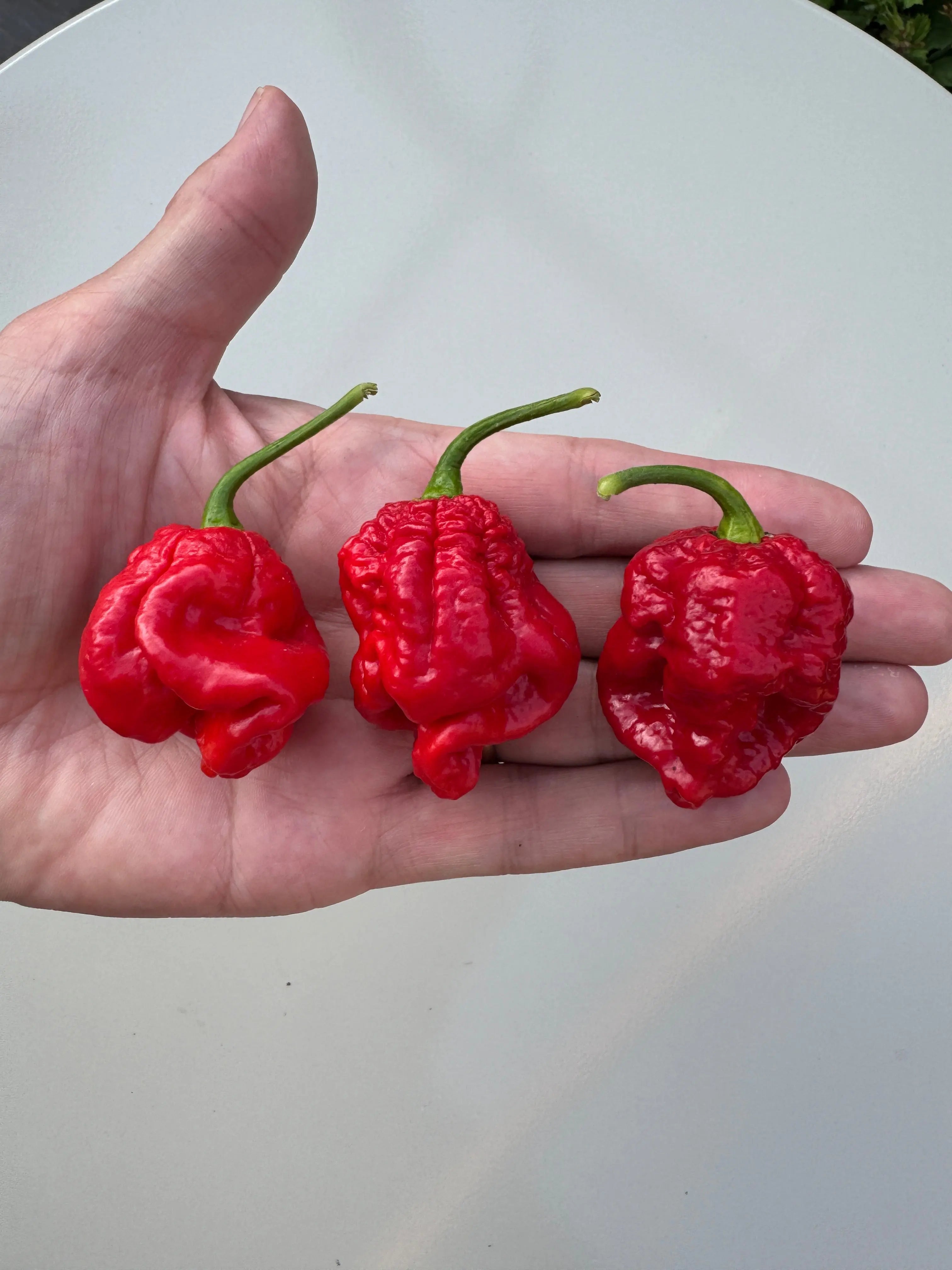 Armageddon Chilli - Bishy Barnabees Cottage Garden Ltd