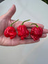 Armageddon Chilli - Bishy Barnabees Cottage Garden Ltd