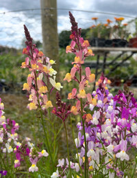 Tall pink, yellow, and purple wildflowers from the Linaria Fairy Bouquet Mix by Bishy Barnabees Cottage Garden bloom in a garden with a wire fence and trays of potted plants in the background under a cloudy sky.