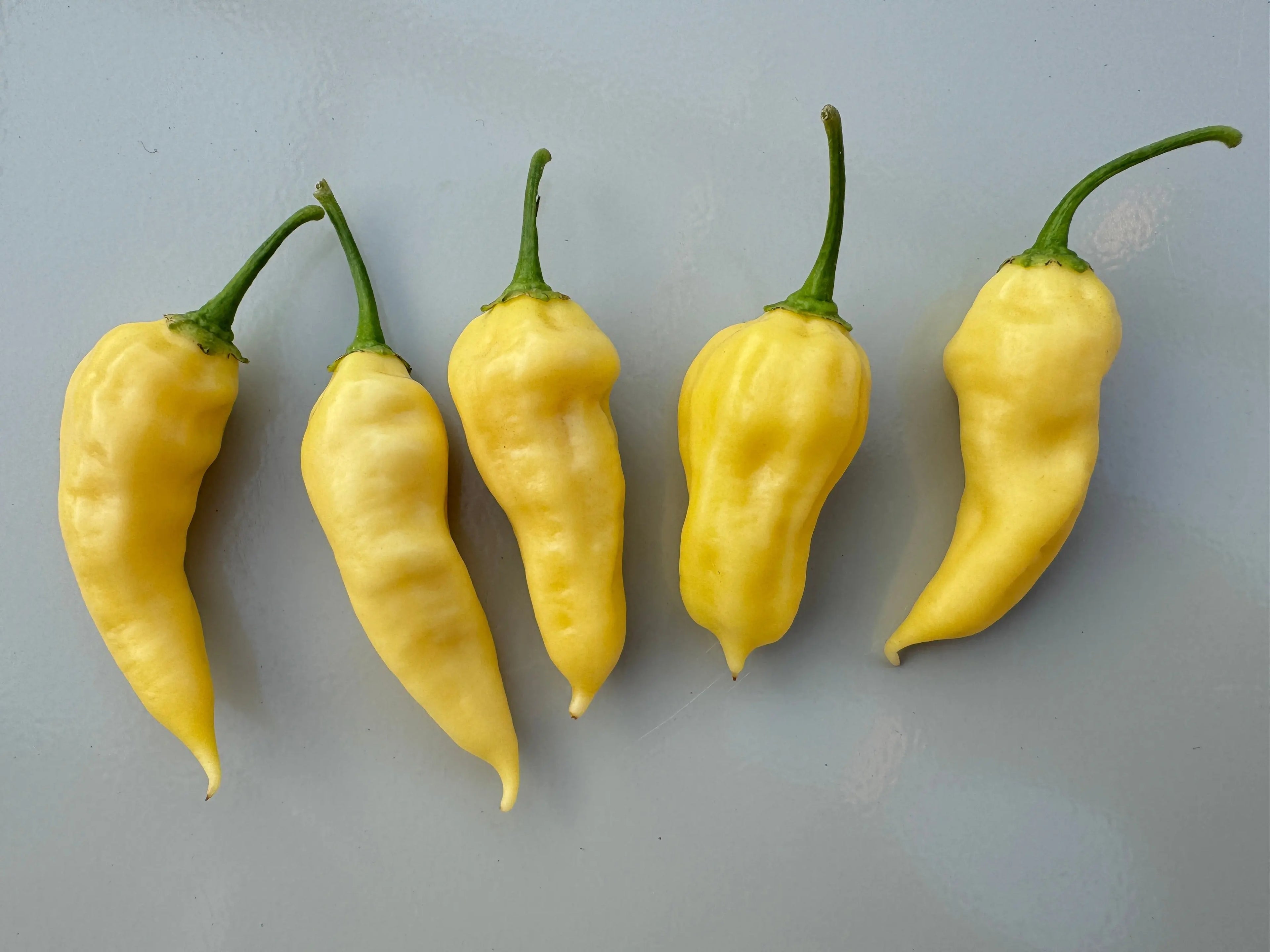 Bhut Jolokia White Heat Chilli - Bishy Barnabees Cottage Garden Ltd