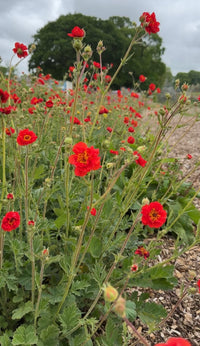 Geum Mrs Bradshaw by Bishy Barnabees Cottage Garden Ltd features vivid scarlet-red blooms and lush green leaves in a cottage garden, complemented by more flowers, wood mulch, and distant trees under a cloudy sky.