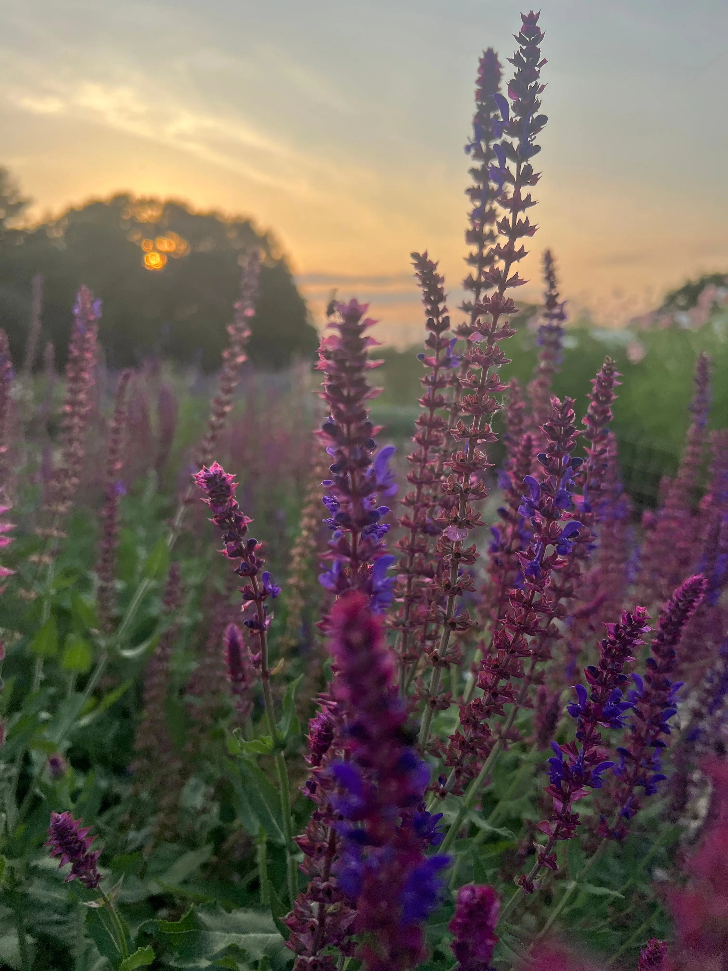 Salvia Violet Queen - Bishy Barnabees Cottage Garden Ltd