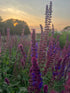 Salvia Violet Queen - Bishy Barnabees Cottage Garden Ltd