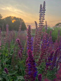 Tall purple and magenta wildflowers, featuring Salvia Violet Queen by Bishy Barnabees Cottage Garden Ltd, stand in focus as the sun sets behind trees and a pastel sky, creating a calm and serene landscape.