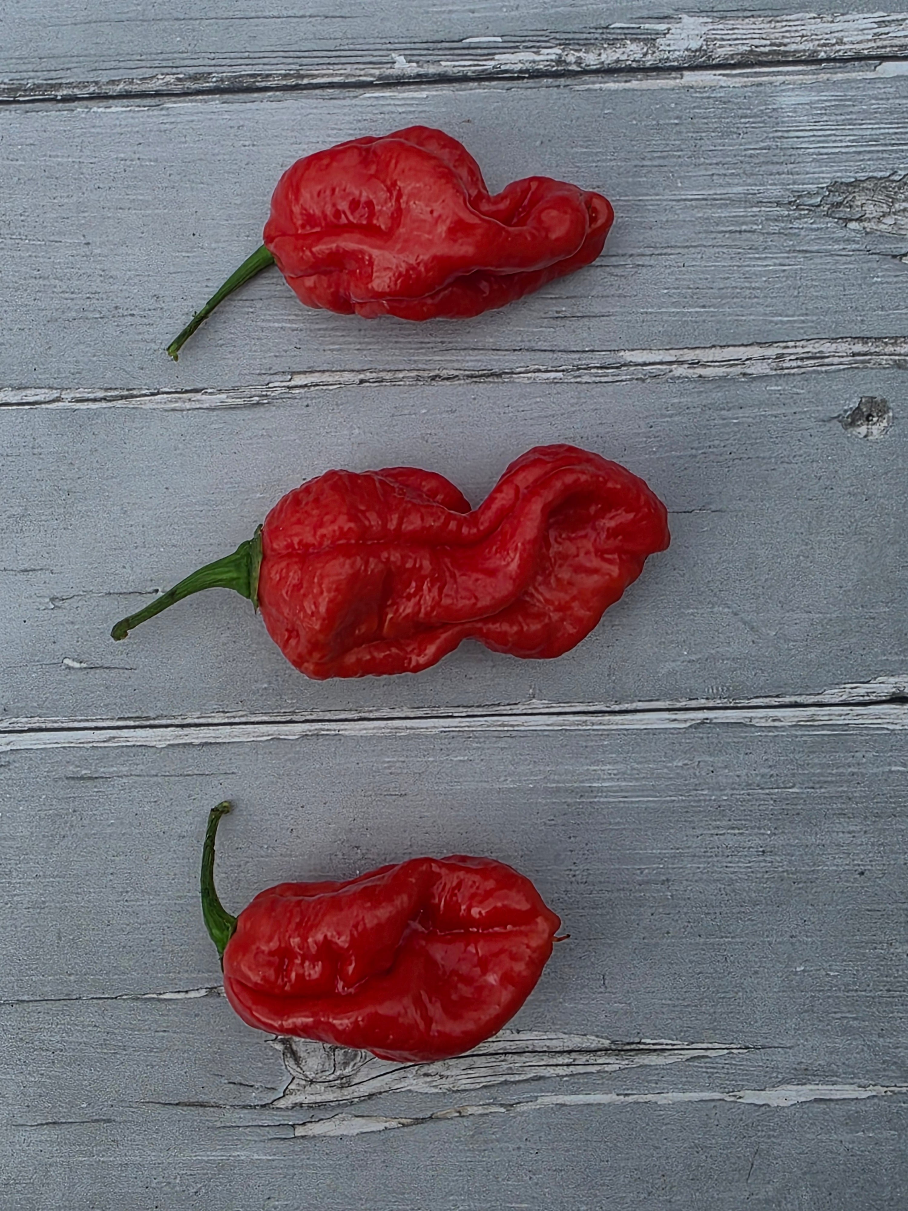 Bengle Naga Chilli