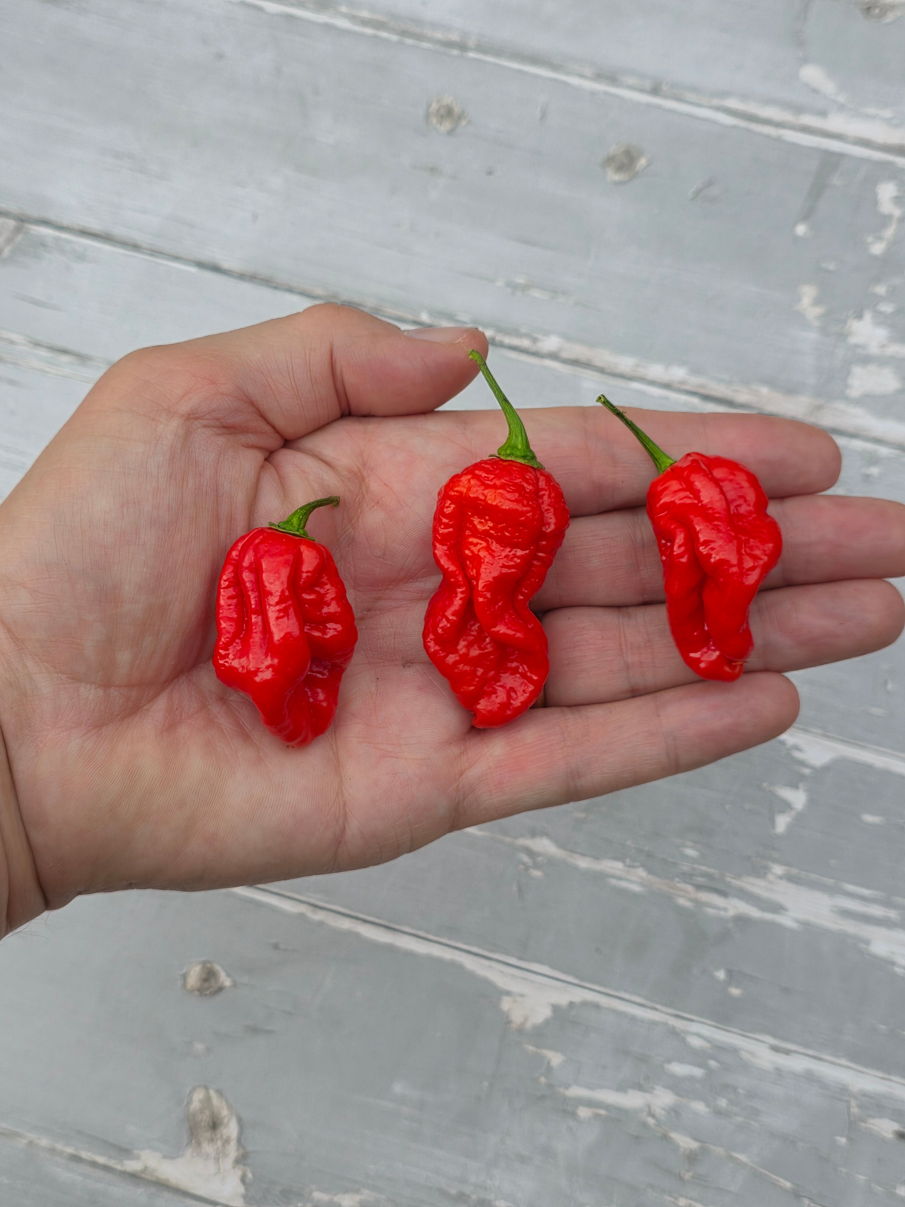 Bengle Naga Chilli