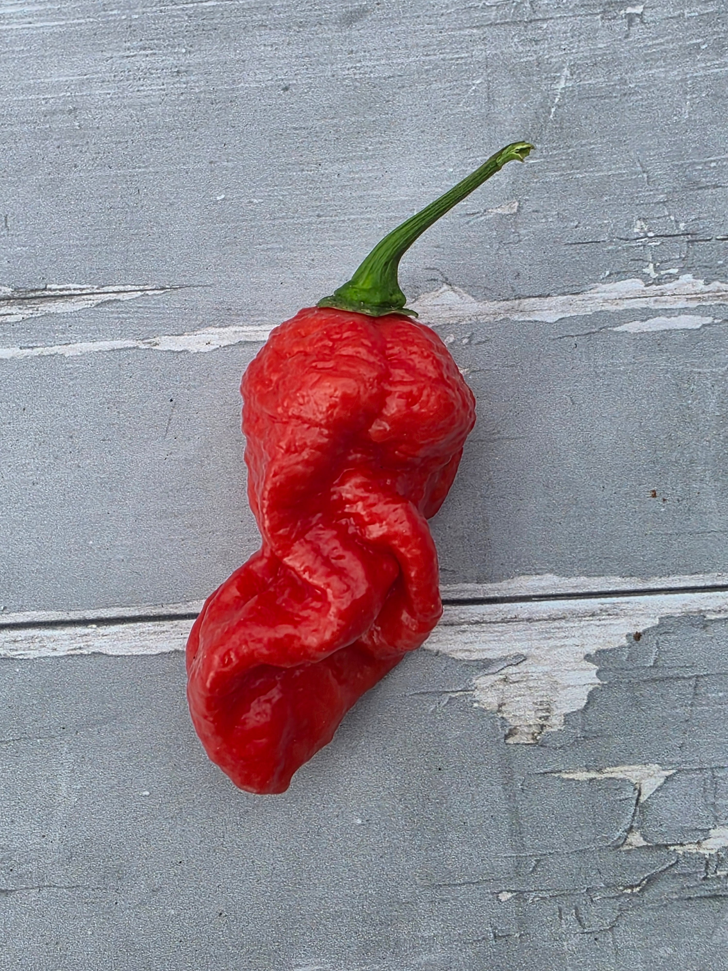 Bengle Naga Chilli