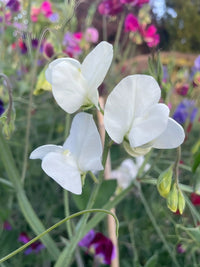 Close-up of delicate long stem Sweet Pea Swan Lake flowers by Bishy Barnabees Cottage Garden, blooming amid green stems and leaves, with softly blurred colorful flowers and greenery in the background.