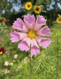 A close-up of the Cosmos Seashell by Bishy Barnabees Cottage Garden shows its unique tubular trumpet pink petals with yellow centers, standing tall amid sunflowers—ideal for pastel summer bouquets and garden displays.