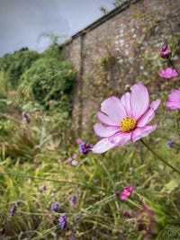 A close-up of Bishy Barnabees Cottage Garden's Cosmos Fizzy Rose, a light pink semi-double bloom with a yellow center, set among green grass and purple flowers. A garden wall and foliage blur in the background under a cloudy sky.