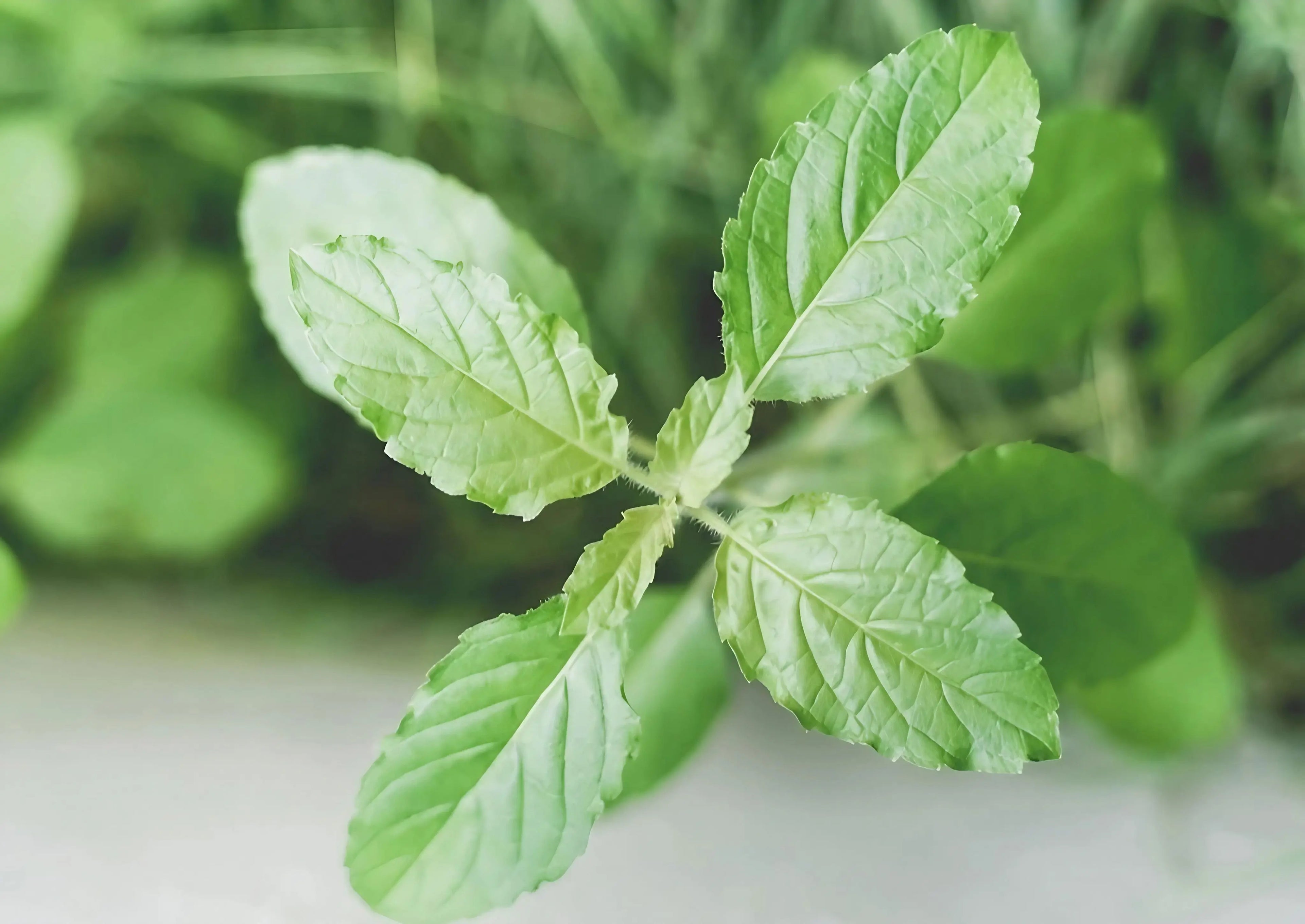 Fresh Holy Basil leaves harvested for tea or cooking.