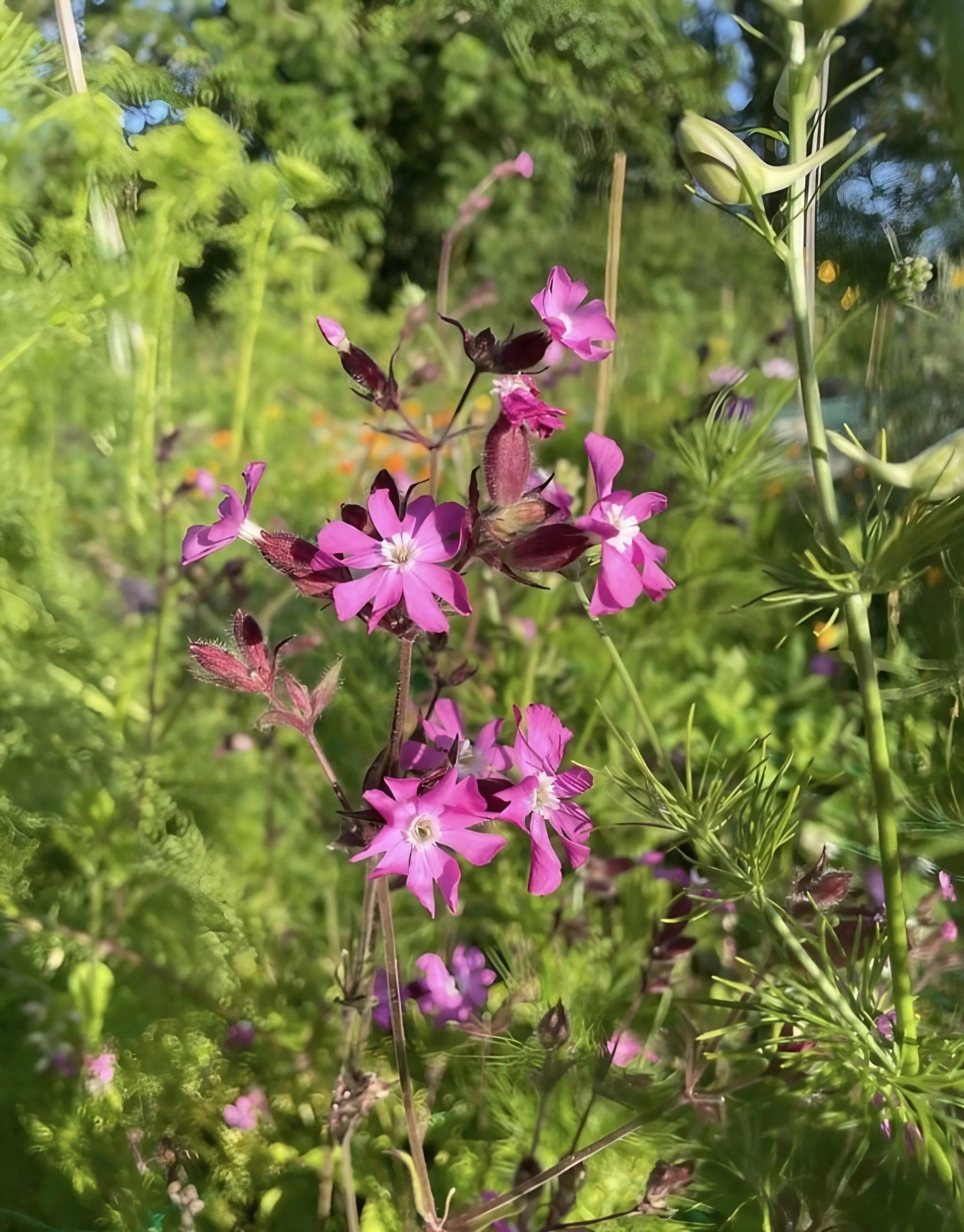 Red Campion - Bishy Barnabees Cottage Garden Ltd