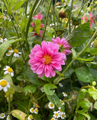 The Dahlia Early Bird Mix by Bishy Barnabees Cottage Garden features vibrant pink blooms among green leaves and white daisies, highlighting the beauty of early-flowering dahlias ideal for patio pots.