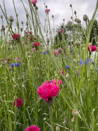 A close-up of a wildflower field featuring vibrant carmine-pink flowers and scattered Cornflower Red Boy blossoms from Bishy Barnabees Cottage Garden Ltd, set among green stems under a cloudy sky for a lively, natural look.