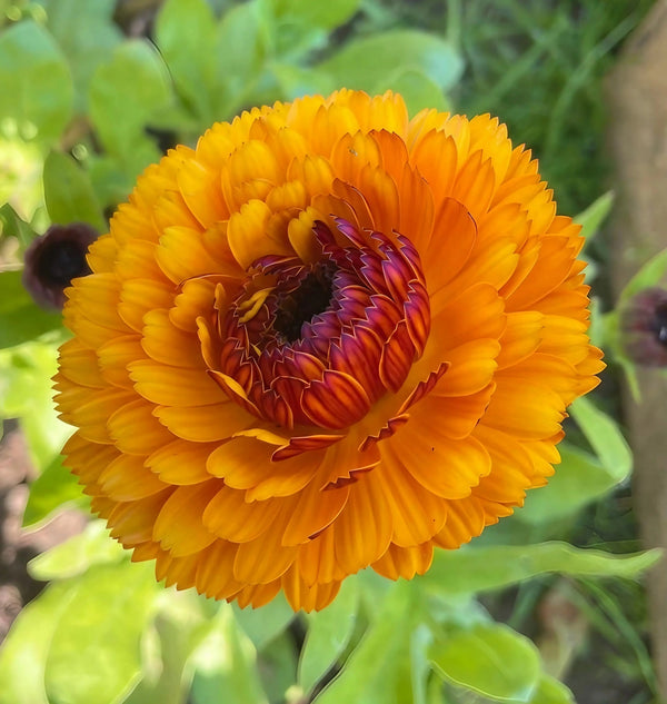 A close-up of Calendula Touch of Red by Bishy Barnabees Cottage Garden Ltd shows vibrant orange petals and a dark reddish center, set among green leaves—an ideal choice for hardy annual cottage garden displays.
