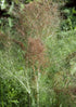 Bronze Fennel - Bishy Barnabees Cottage Garden Ltd