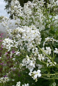 Bishy Barnabees Cottage Garden's Hesperis White (Sweet Rocket) blooms with green stems and leaves, while hints of purple and pink flowers blur in the background, lending a vibrant touch to any Moon Garden.