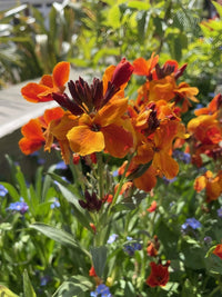Bishy Barnabees Cottage Garden’s Wallflower Fire King features bright orange and scarlet-orange blooms that stand out among green leaves and blue blossoms, adding vibrant color to any sunlit spring garden.