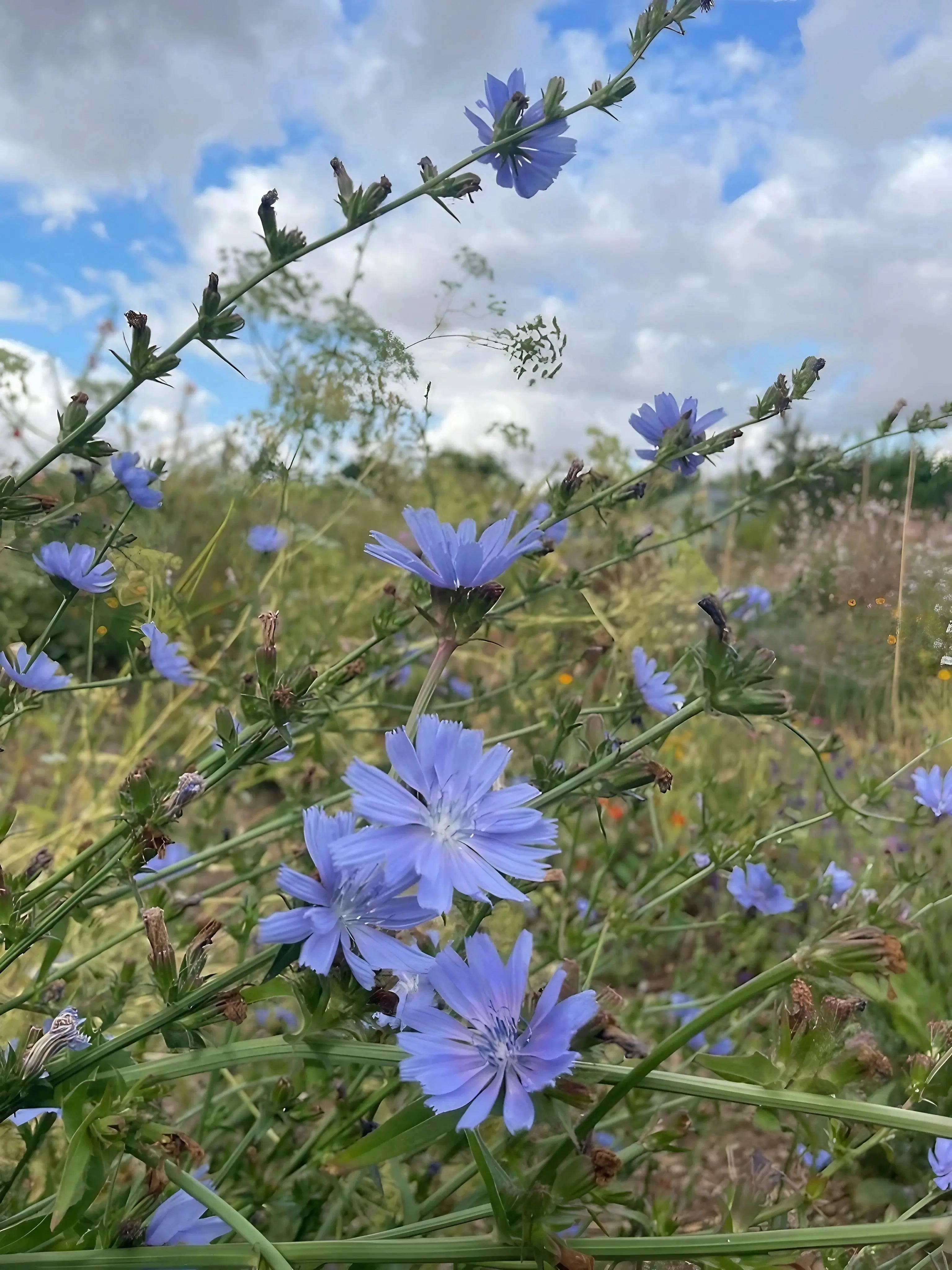 Chicory Wild by Bishy Barnabees Cottage Garden Ltd features drought-tolerant, light purple wildflowers blooming among green stems and grass in a meadow beneath a partly cloudy blue sky.