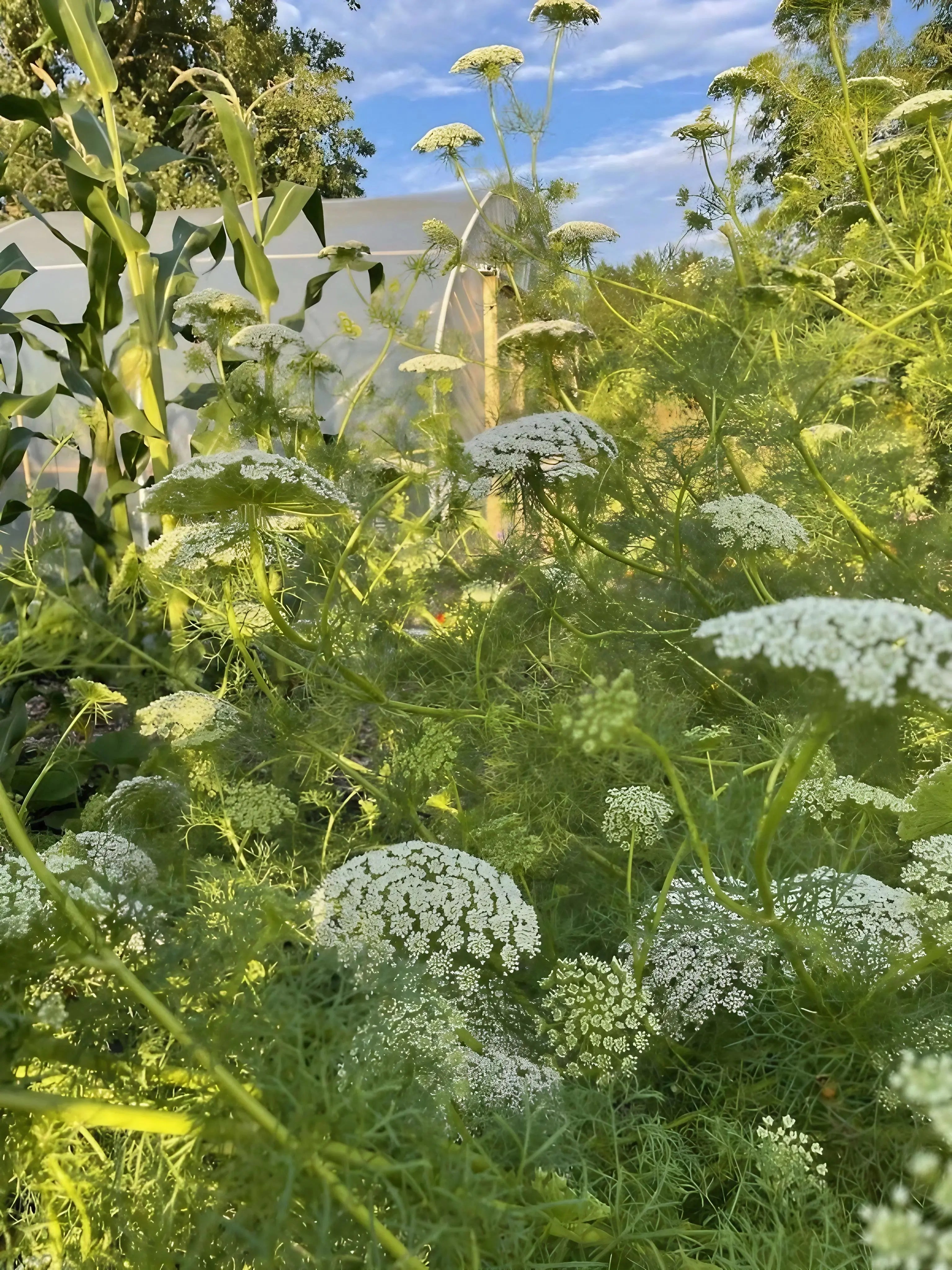 Green plants with Ammi visnaga in a garden setting