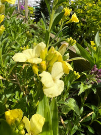 Pale yellow and creamy-white blooms with long green leaves thrive in sunlit gardens, attracting early spring nectar seekers. Plant Bishy Barnabees Cottage Garden Wallflower Ivory White seeds for a vibrant, pollinator-friendly display.