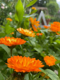 Calendula Oopsy Daisy by Bishy Barnabees Cottage Garden Ltd features vibrant orange blooms with lush green leaves. Photographed in a garden, the softly blurred background highlights these standout container flowers in the foreground.