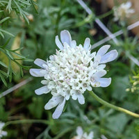A close-up of Scabiosa 'Drumstick' by Bishy Barnabees Cottage Garden shows its delicate white clustered petals and green foliage—ideal as an architectural focal point or for dried flower arrangements.