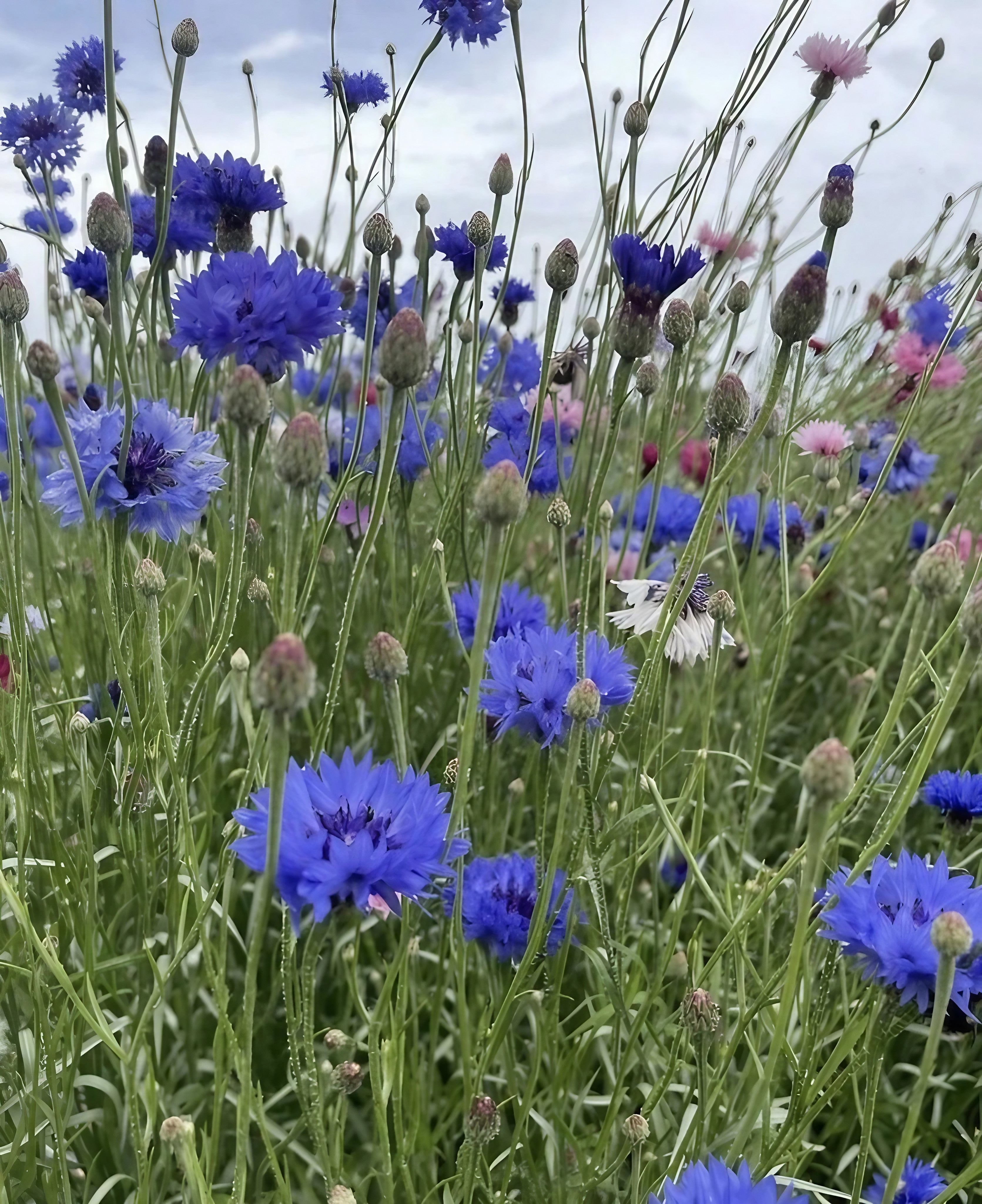 The Cornflower Blue Ball partially obscured by a butterfly to show scale