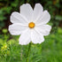Cosmos Purity - Bishy Barnabees Cottage Garden Ltd