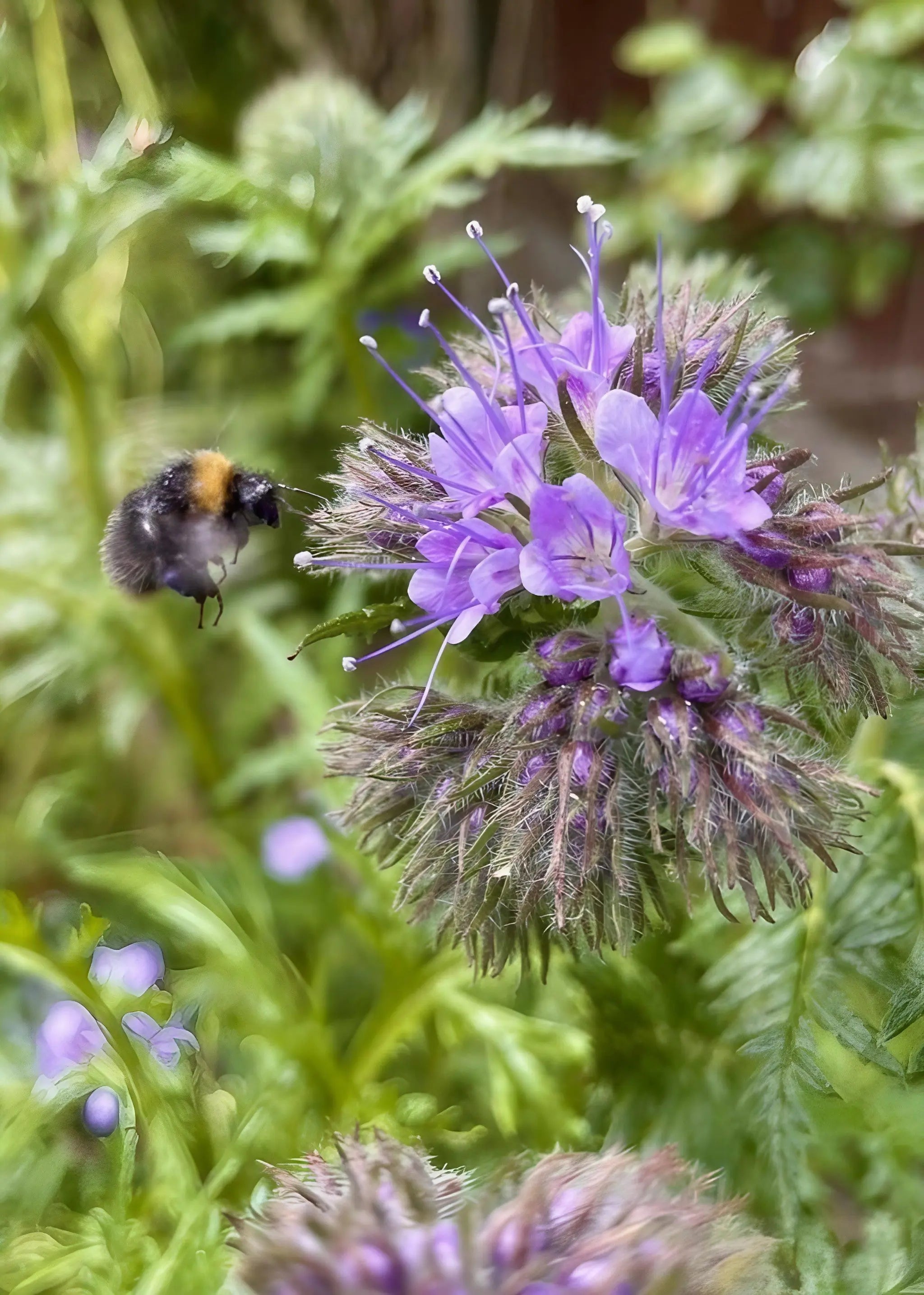 A fuzzy bumblebee hovers near a cluster of bee-friendly Phacelia flowers by Bishy Barnabees Cottage Garden, their long stamens surrounded by green leaves and softly blurred foliage in the background.