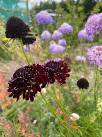 Dark burgundy and black blooms of Scabious Black Knight by Bishy Barnabees Cottage Garden stand out among lush green stems, with soft lavender flowers in the background. This pollinator-friendly plant makes a striking garden addition.