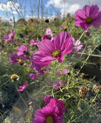 Close-up of vibrant pink blooms from Cosmos Sensation Mixed by Bishy Barnabees Cottage Garden Ltd, with fresh dew on green foliage and a blue sky, adding charm to this classic cottage garden flower display.