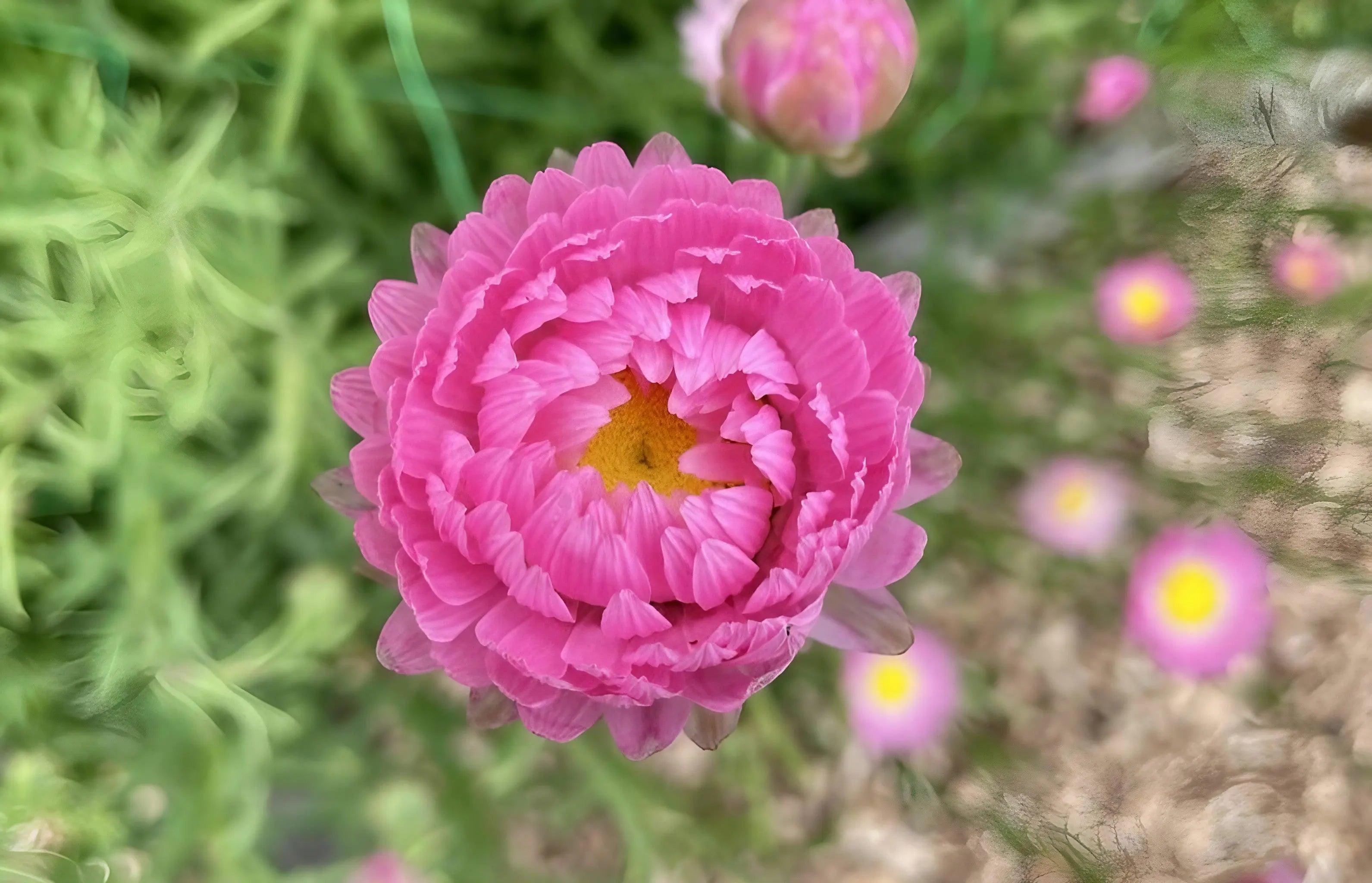 Strawflower Acroclinium Grandiflorum Mixed - Bishy Barnabees Cottage Garden Ltd