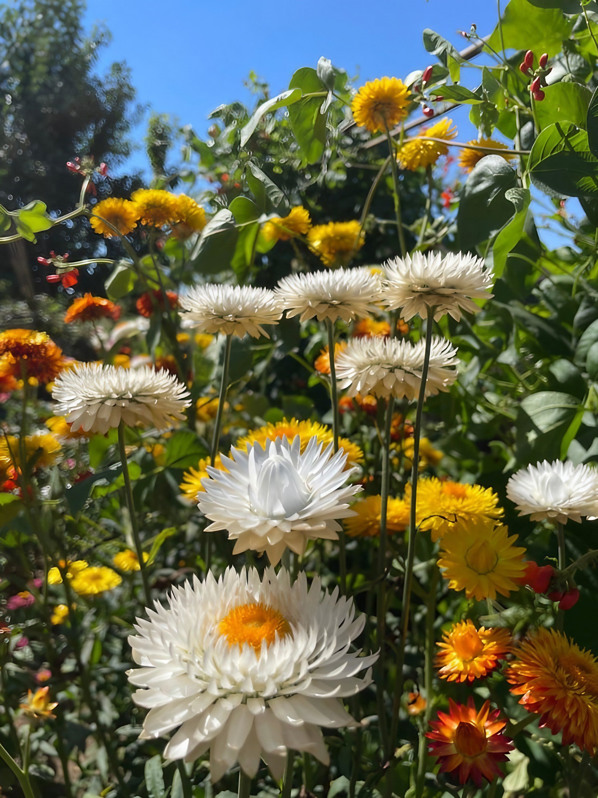 A vibrant display of Strawflower Helichrysum Swiss Giant Mix in a garden setting