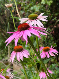 Echinacea Purple Coneflower by Bishy Barnabees Cottage Garden features orange-brown centers and green foliage, creating vibrant blooms ideal for pollinator gardens, all set against a softly blurred natural background.