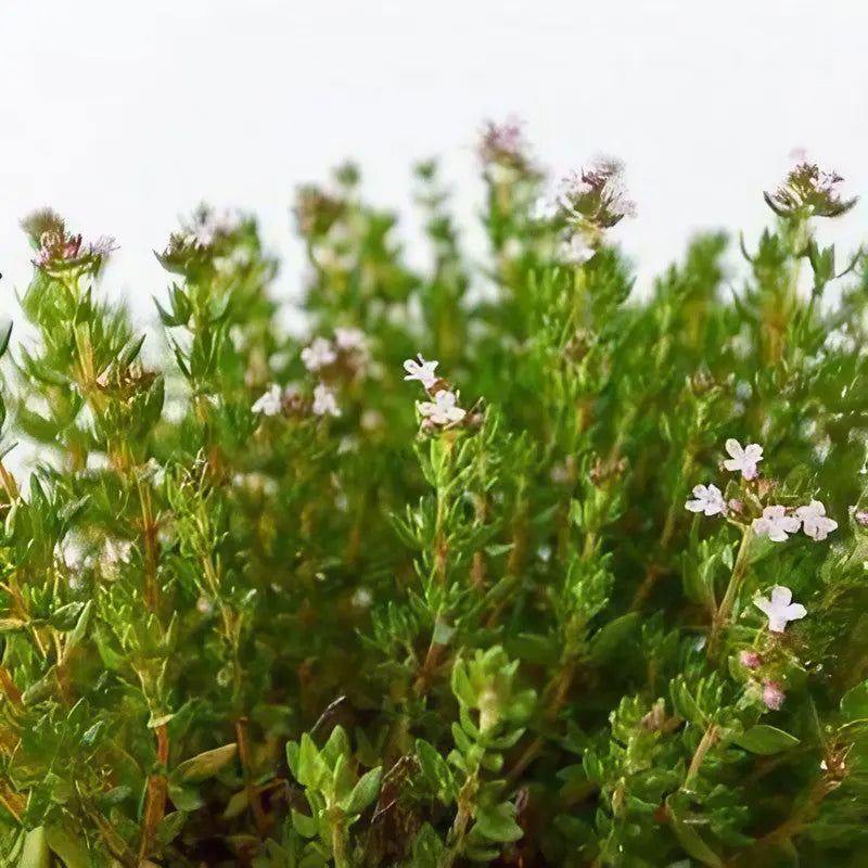 Thyme Common - Bishy Barnabees Cottage Garden Ltd
