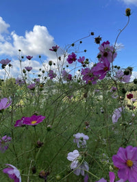 Cosmos Sensation Mixed seeds from Bishy Barnabees Cottage Garden Ltd produce tall pink and lavender wildflowers, bringing a vibrant, natural touch to any garden under the open sky.
