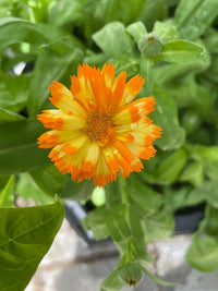 The Calendula Oopsy Daisy by Bishy Barnabees Cottage Garden Ltd features vibrant orange and yellow dwarf blooms with pointed petals and striking patterns, set against lush green leaves and viewed from above.
