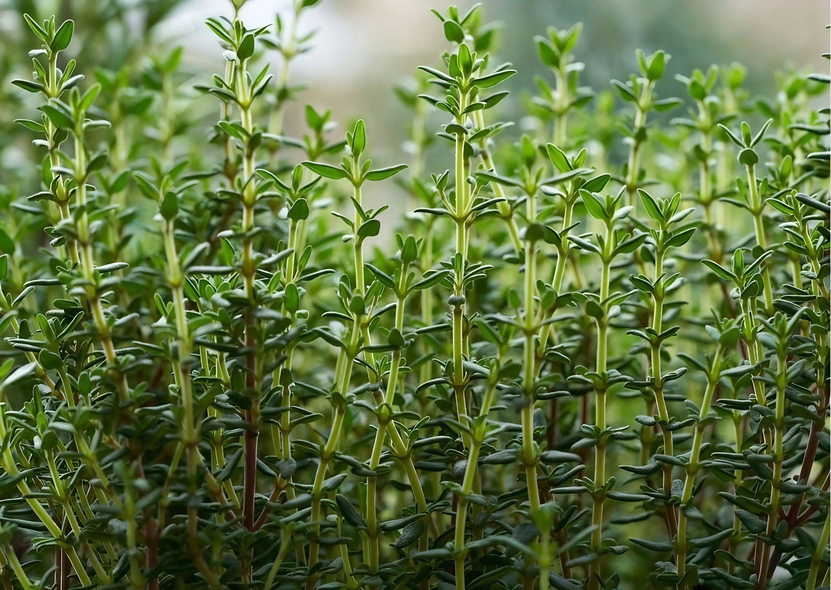 Thyme Common - Bishy Barnabees Cottage Garden Ltd