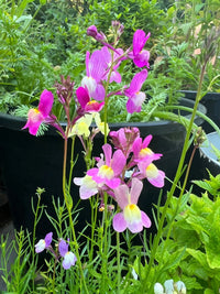 Tall stalks of Linaria Fairy Bouquet Mix from Bishy Barnabees Cottage Garden, with pink, white, and yellow blooms and slender leaves, grow in front of large black containers holding leafy green plants in a garden.